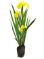 Preview: Iris pseudoacorus - gelbe SchwertlilieIris pseudoacorus - gelbe Schwertlilie